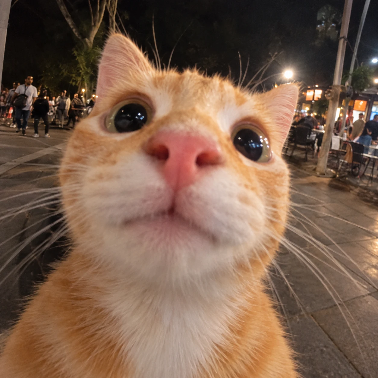 Gato naranja con ojos enormes, mirando muy de cerca a la cámara
